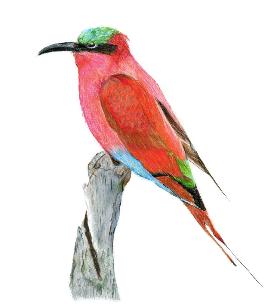 Bird looking left watercolor 5x7