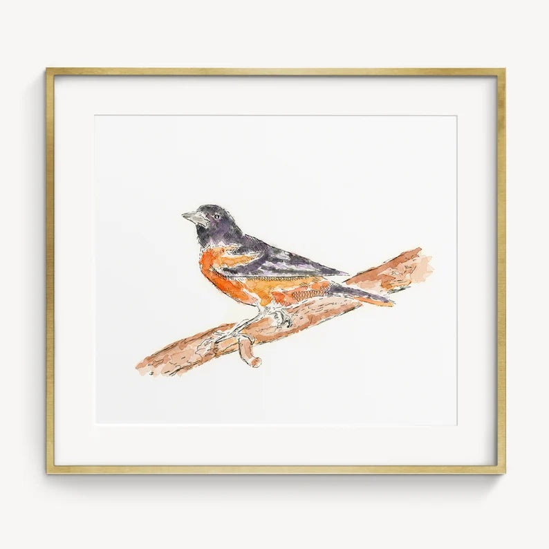 Oriole watercolor 8x10 print