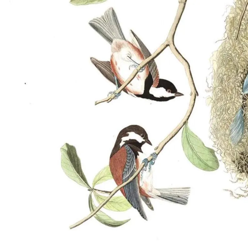 Chickadee under belly vintage 8x10 print